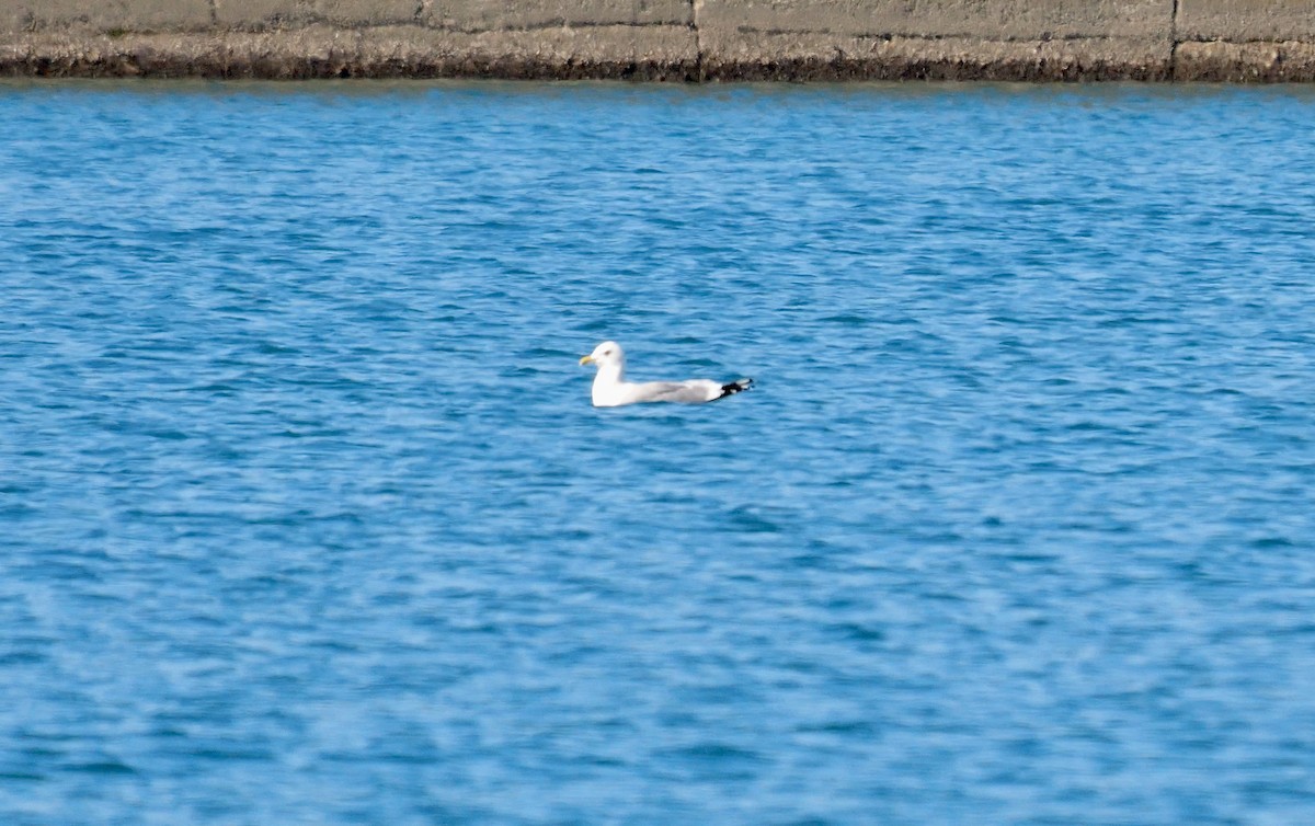 Vega Gull - ML642698181