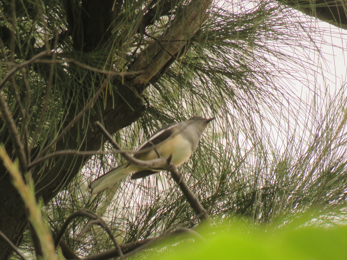Oriental Magpie-Robin - ML642698199