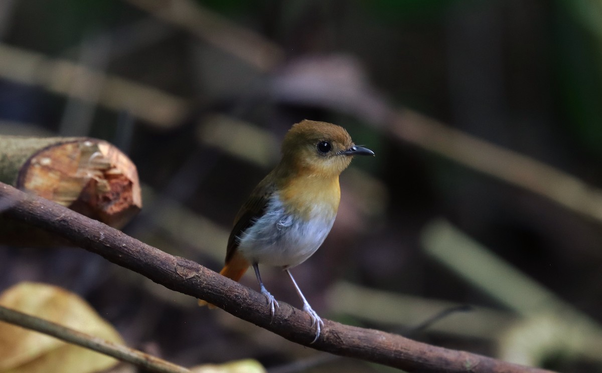 Palawan Flycatcher - ML642698200
