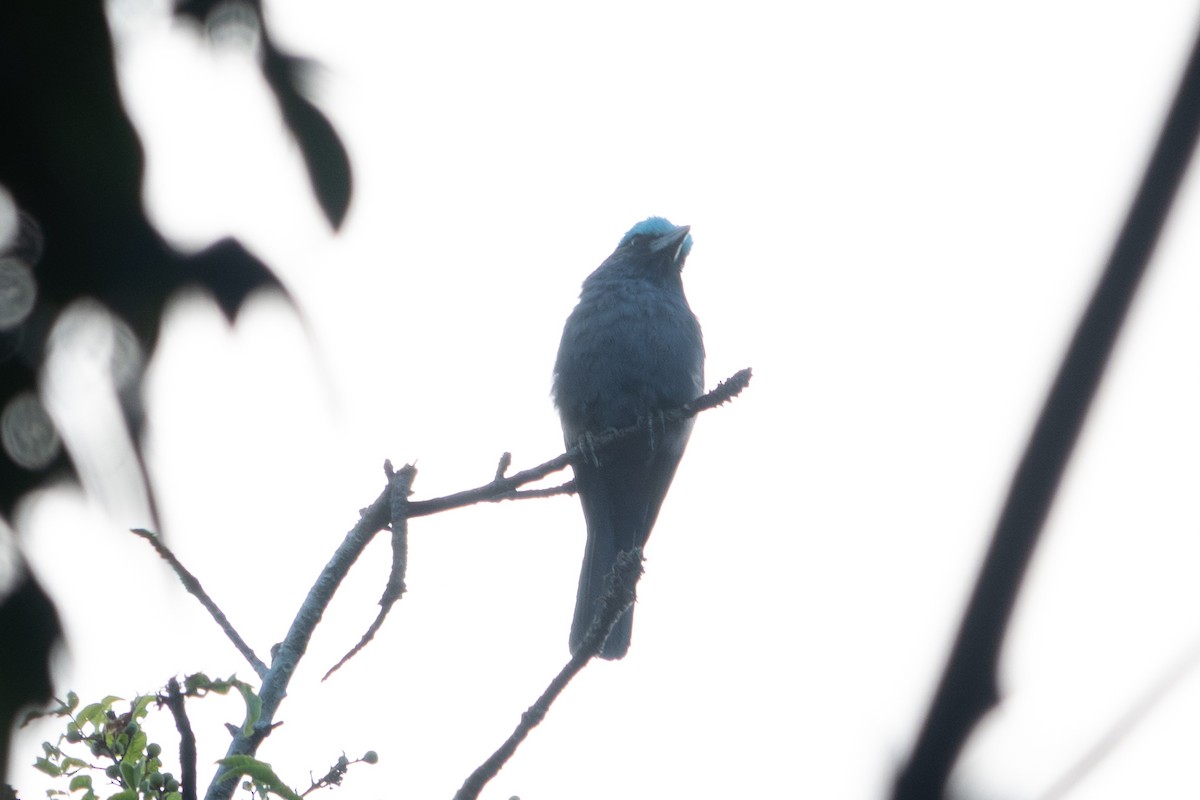 Purple-winged Roller - ML642698201