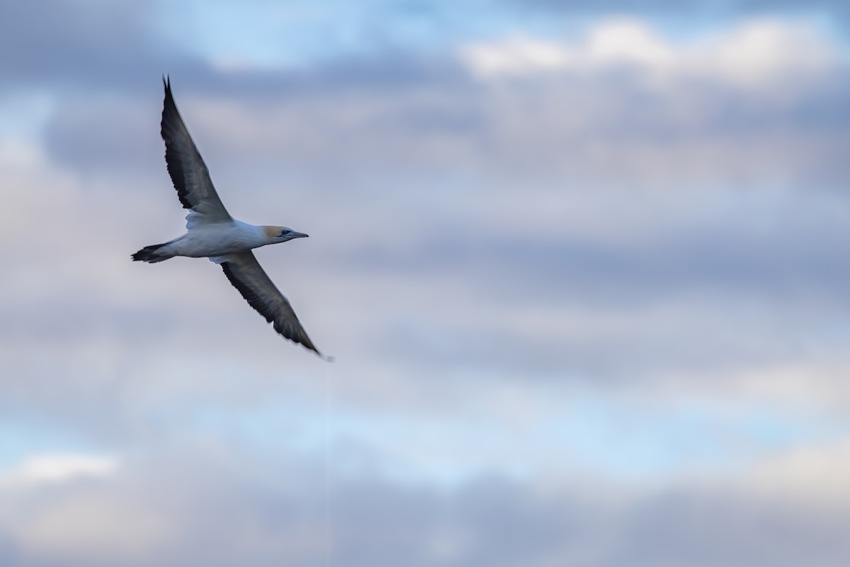 Australasian Gannet - ML642698210