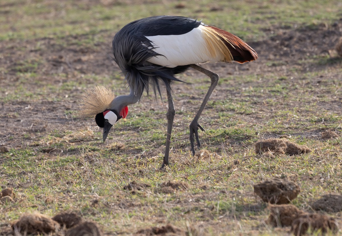 Gray Crowned-Crane - ML642698218