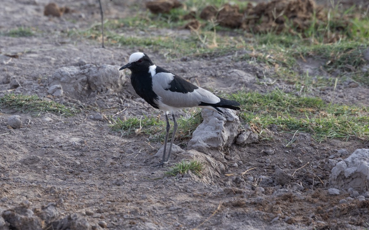 סיקסק הנפח - ML642698220