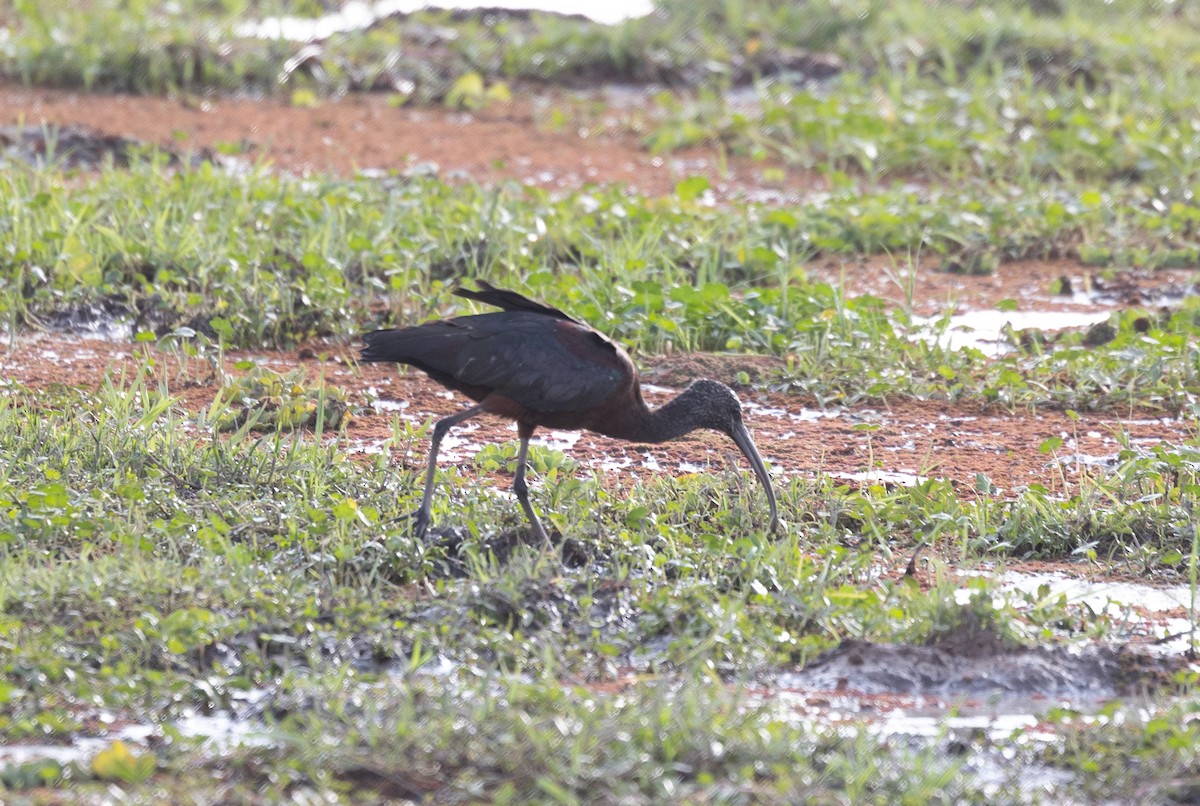 מגלן חום - ML642698233