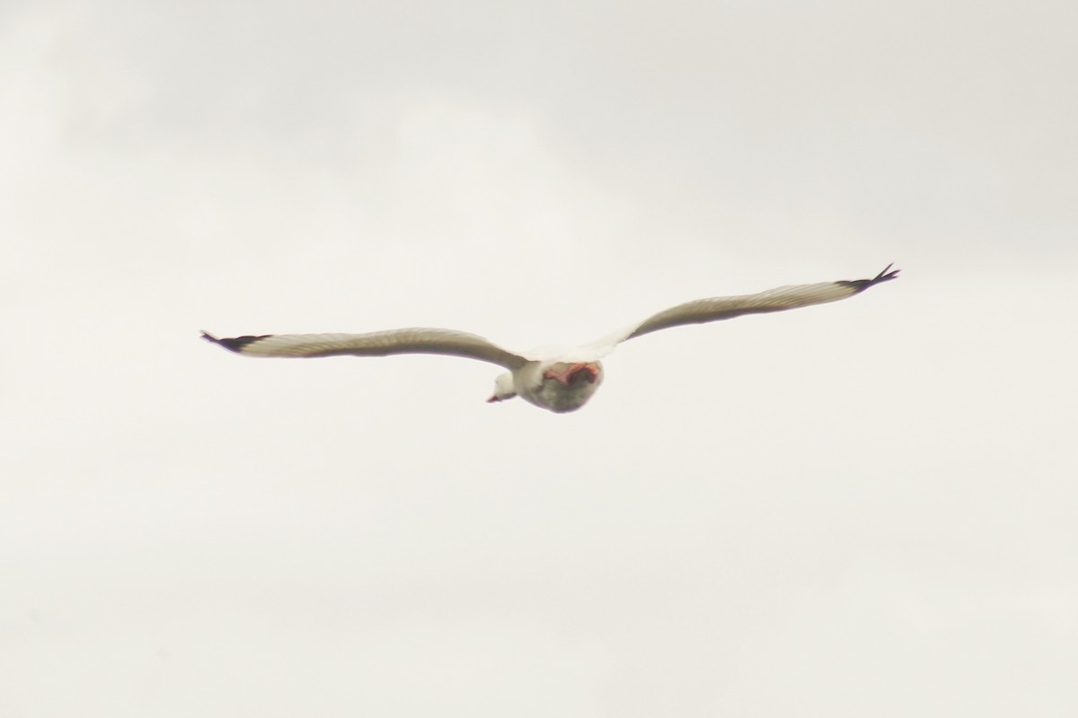 Coscoroba Swan - ML642698234