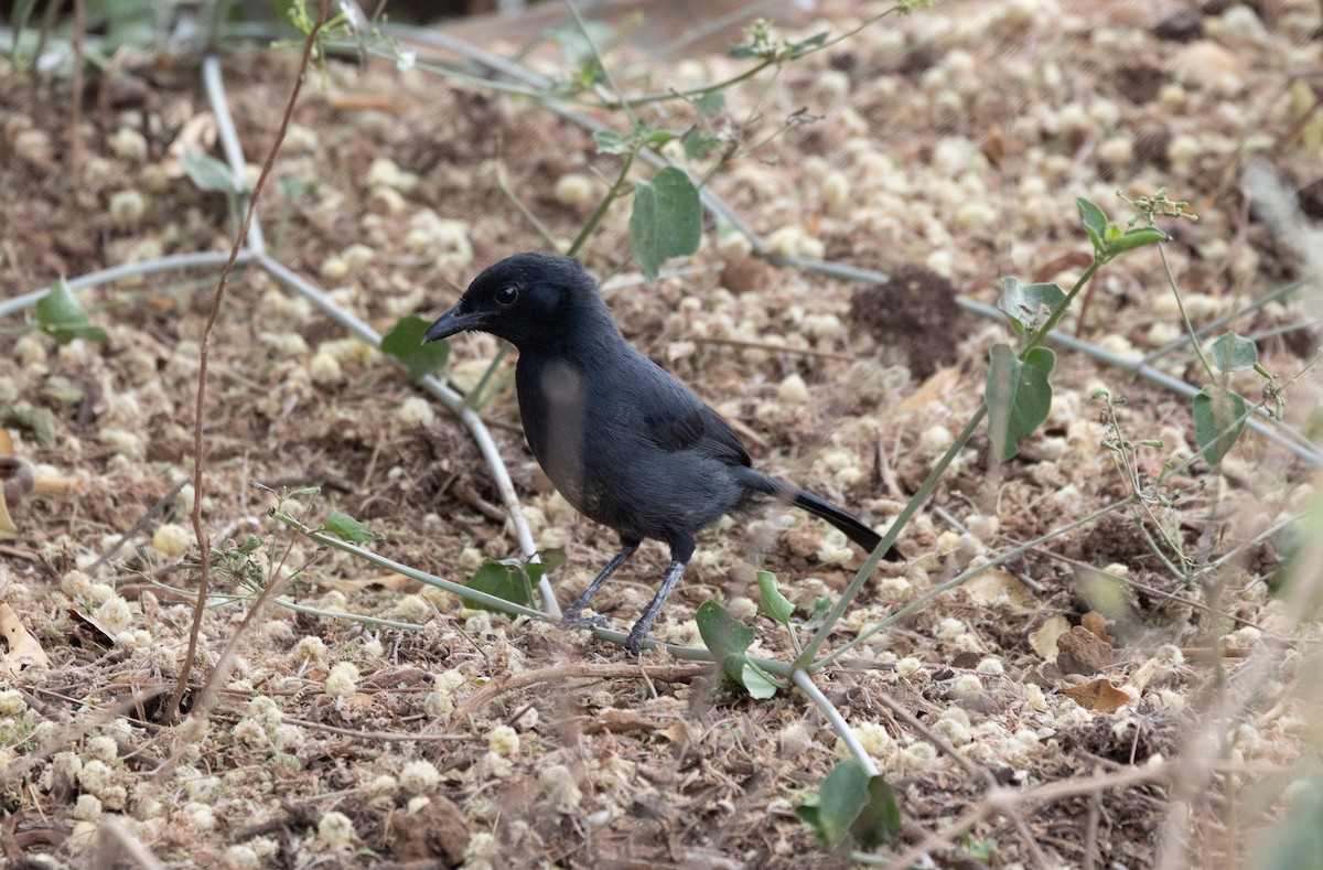 Slate-colored Boubou - ML642698257