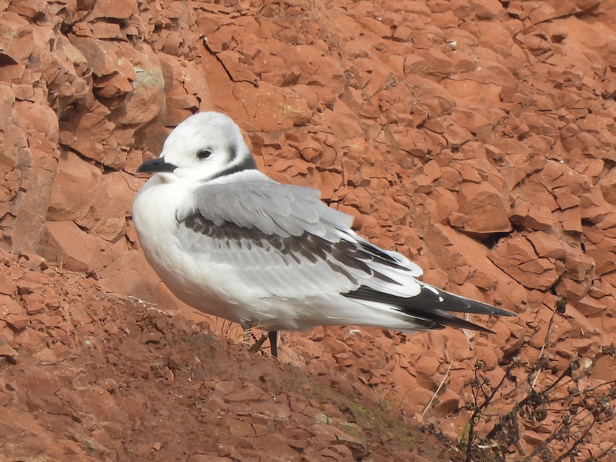 Гурван хуруут цахлай - ML642698258