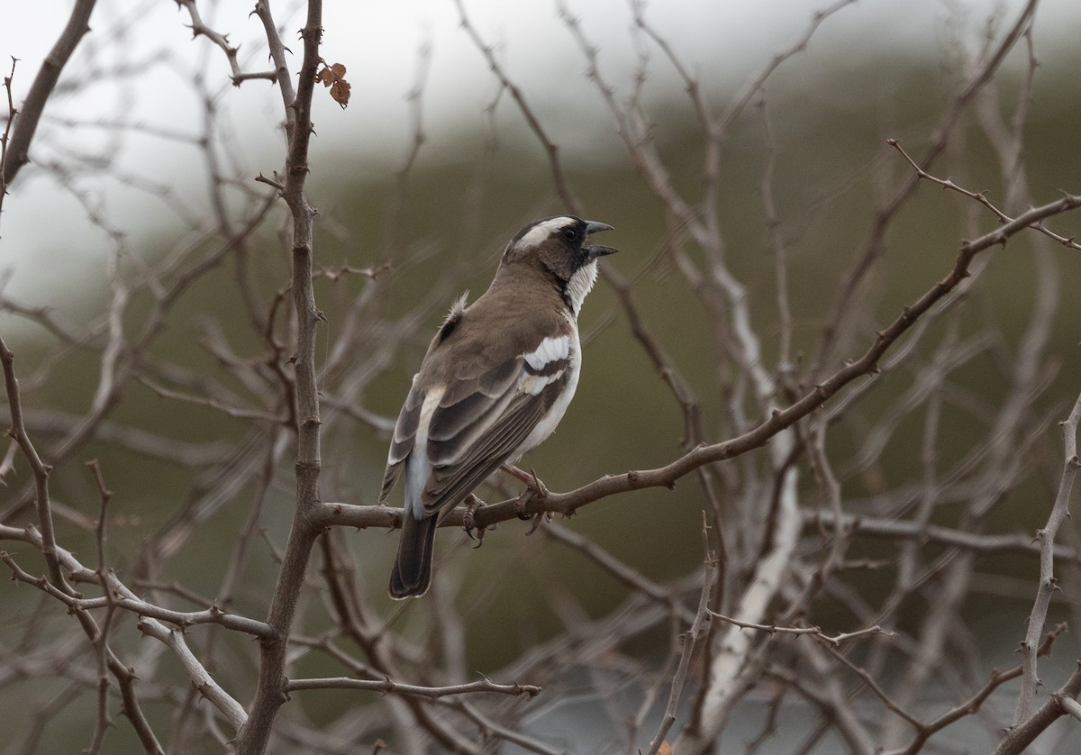 White-browed Sparrow-Weaver - ML642698259