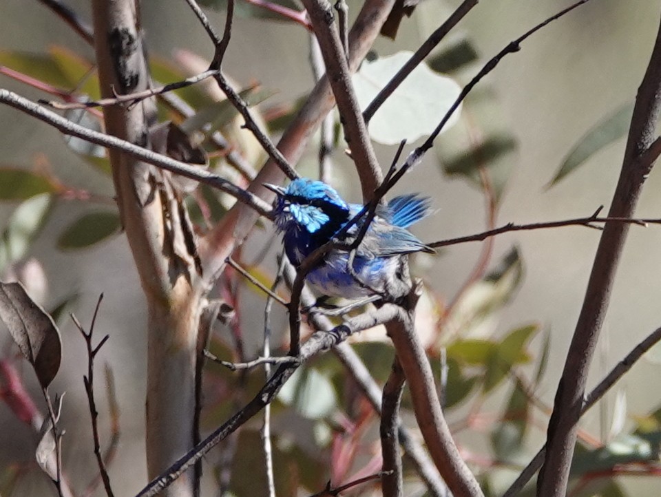 Splendid Fairywren - ML642698260