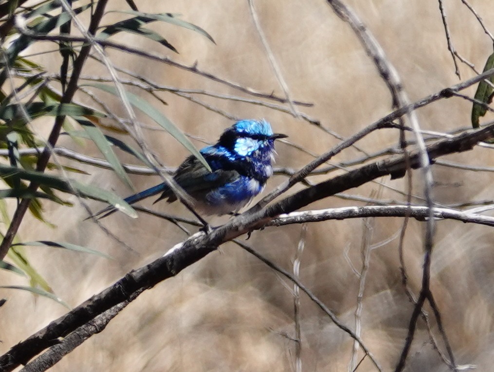 Splendid Fairywren - ML642698261
