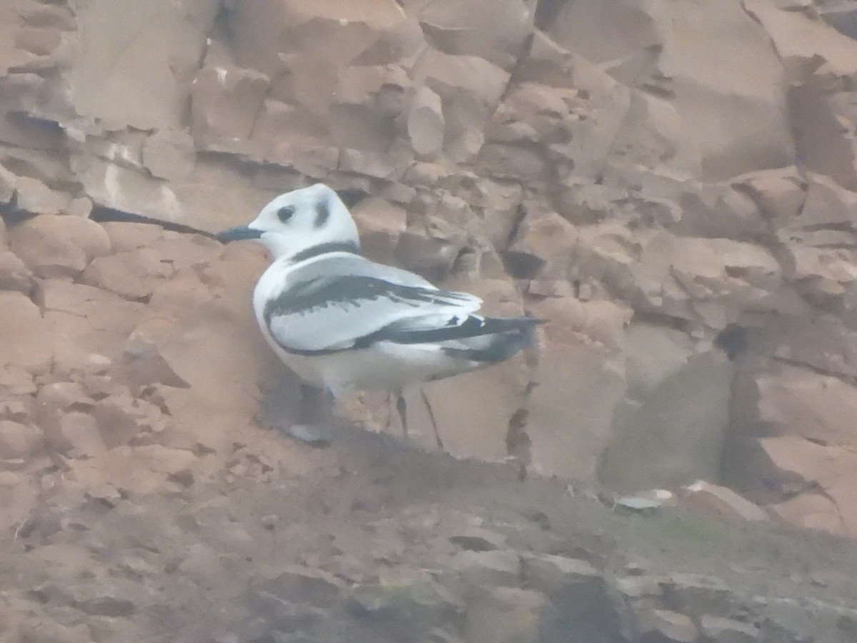 Гурван хуруут цахлай - ML642698262