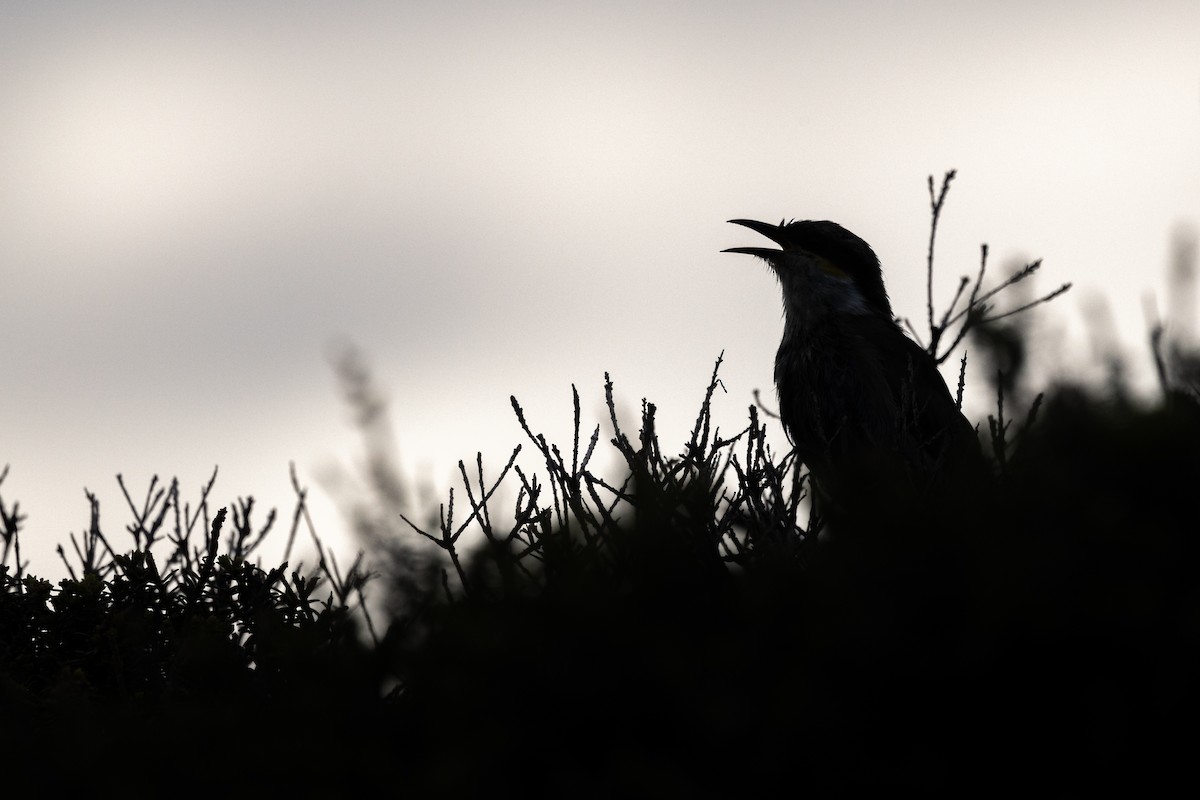 Singing Honeyeater - ML642698265