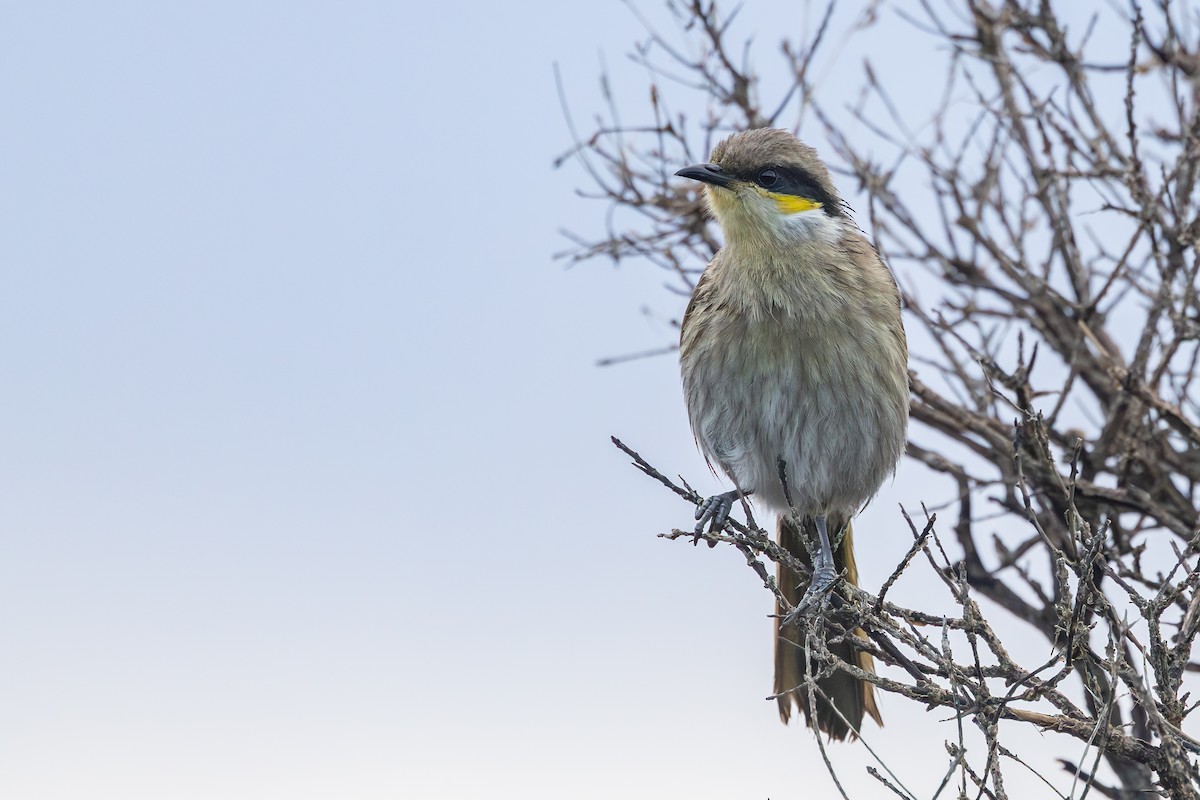 Singing Honeyeater - ML642698267
