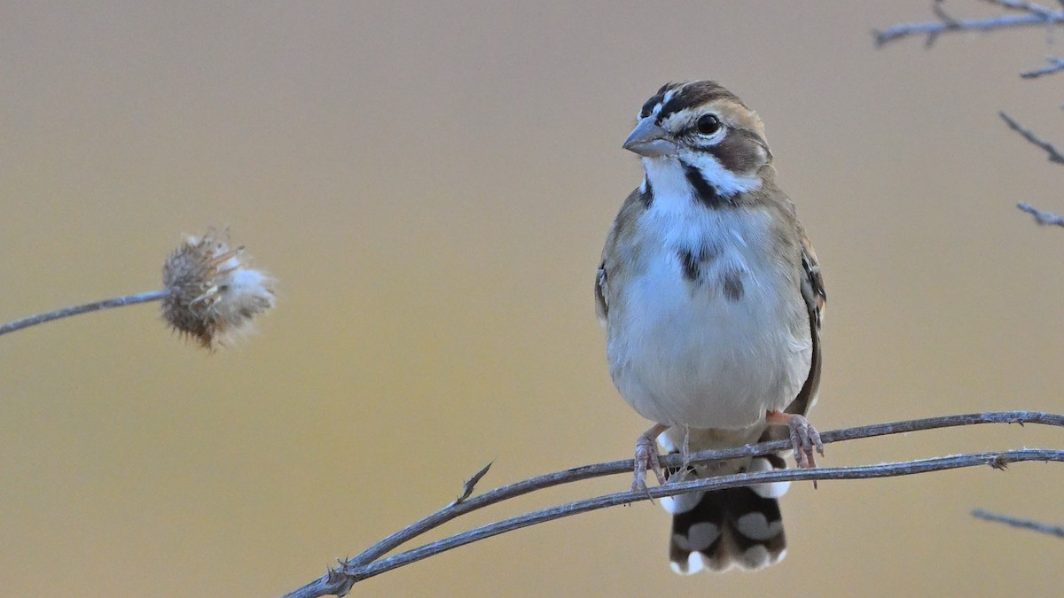 Lark Sparrow - ML642698270