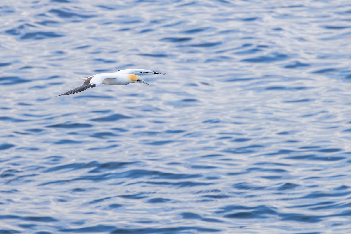Australasian Gannet - ML642698271