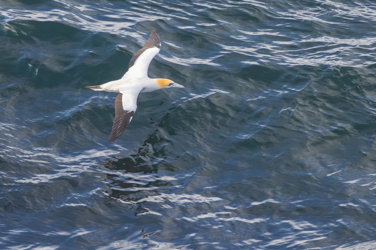 Australasian Gannet - ML642698272