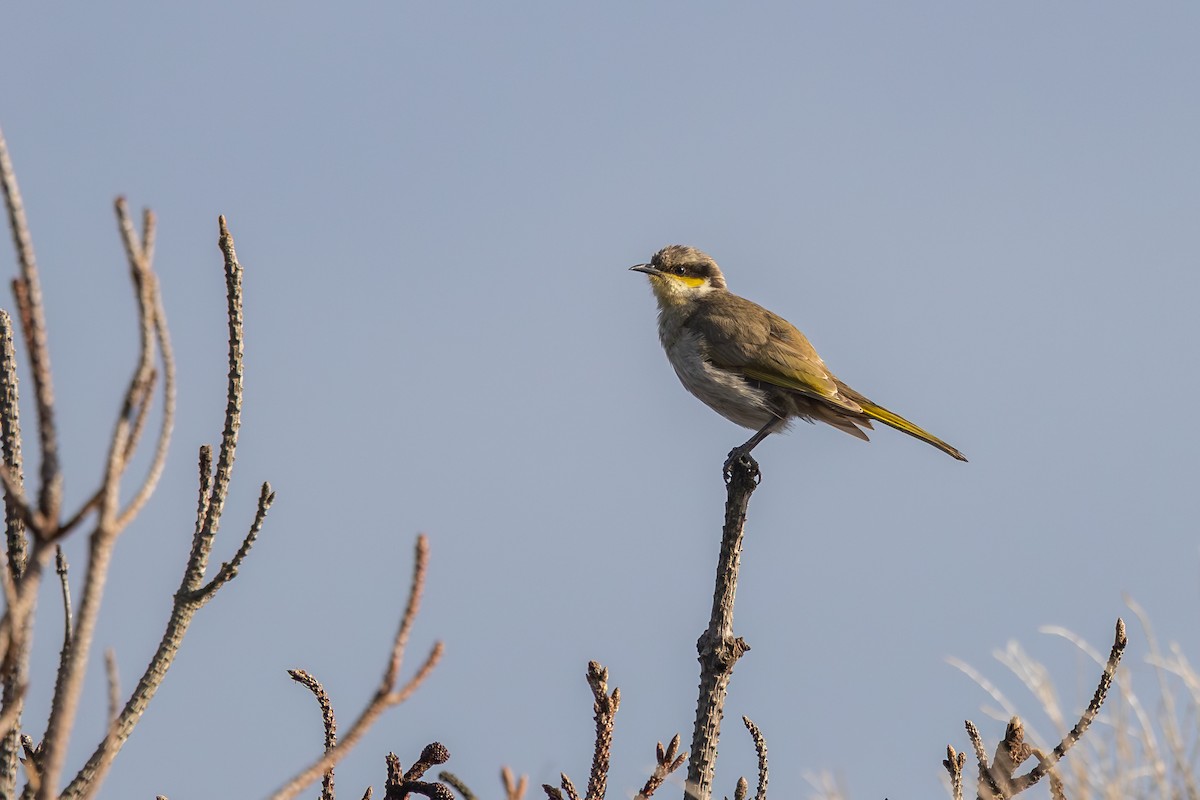 Singing Honeyeater - ML642698273