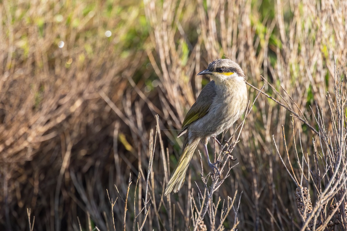 Singing Honeyeater - ML642698274