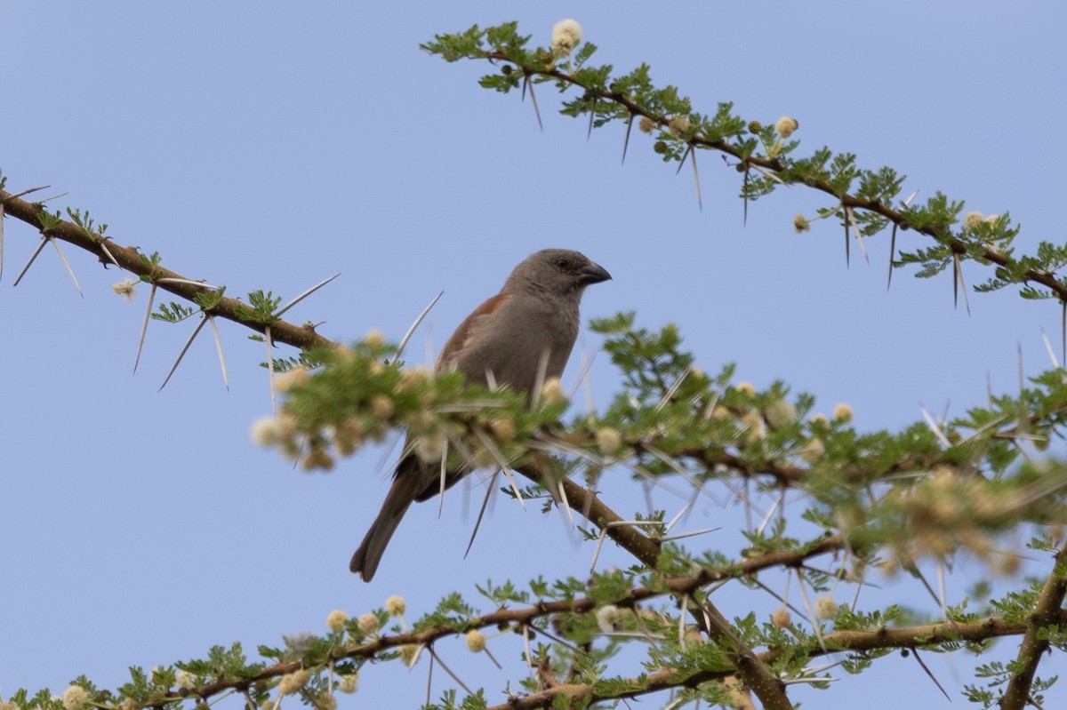Parrot-billed Sparrow - ML642698276
