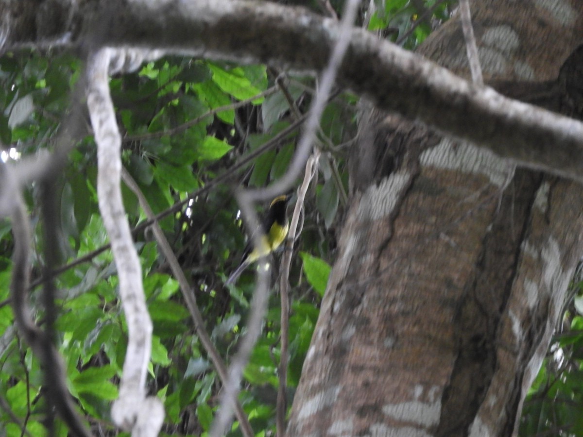 sýkora nádherná - ML642698283