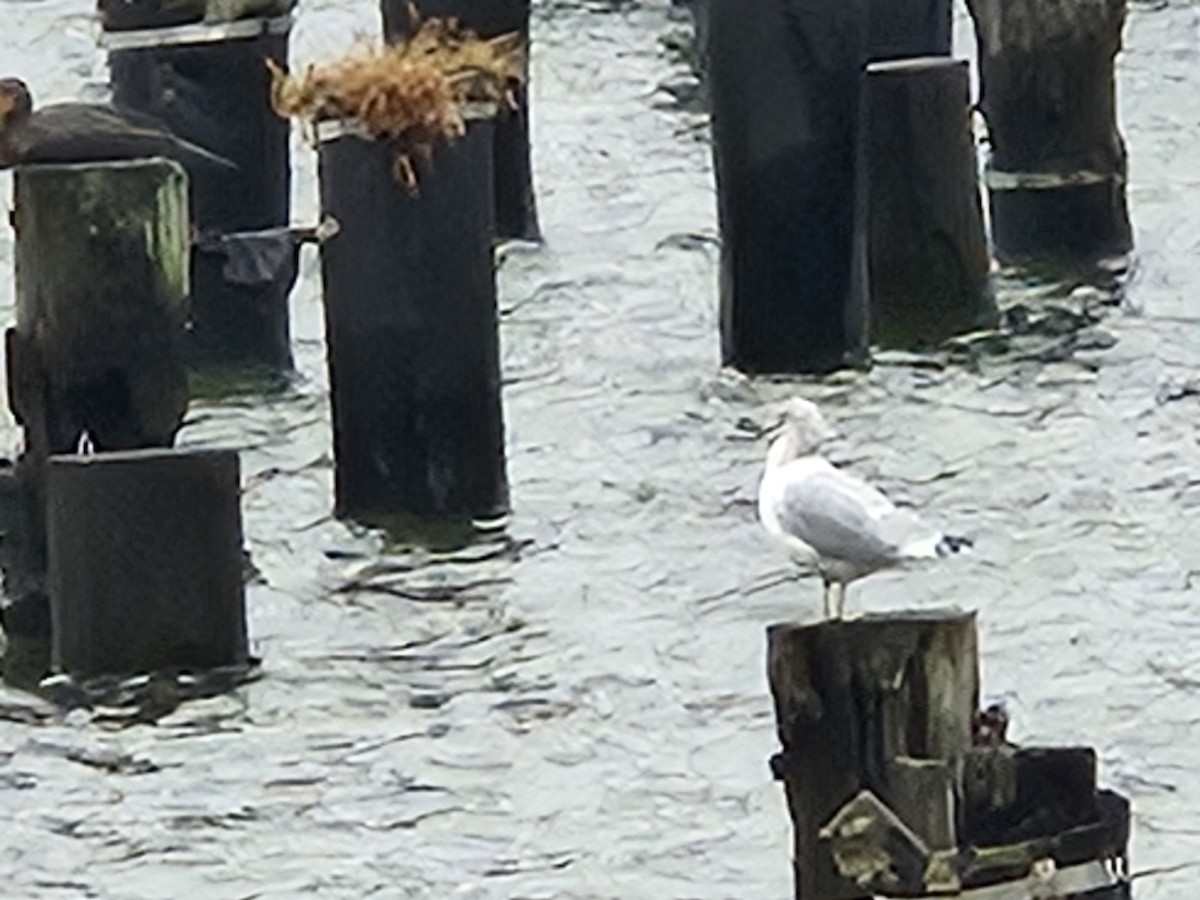 Ring-billed Gull - ML642698285
