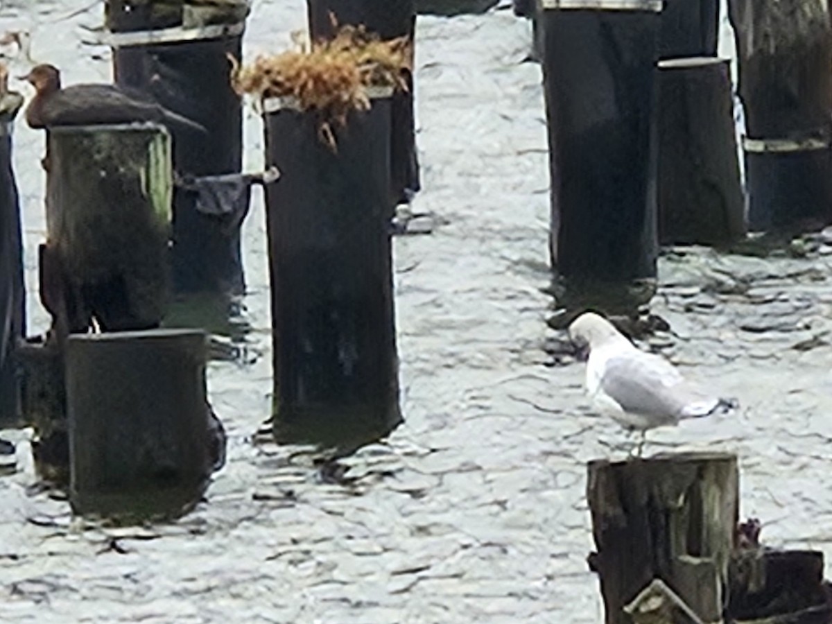 Ring-billed Gull - ML642698286