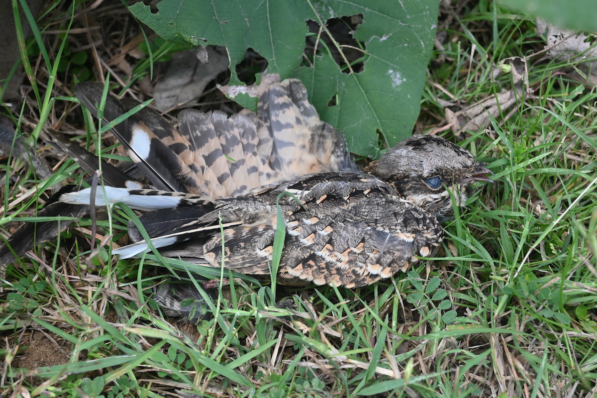 lelek džunglový - ML642698289