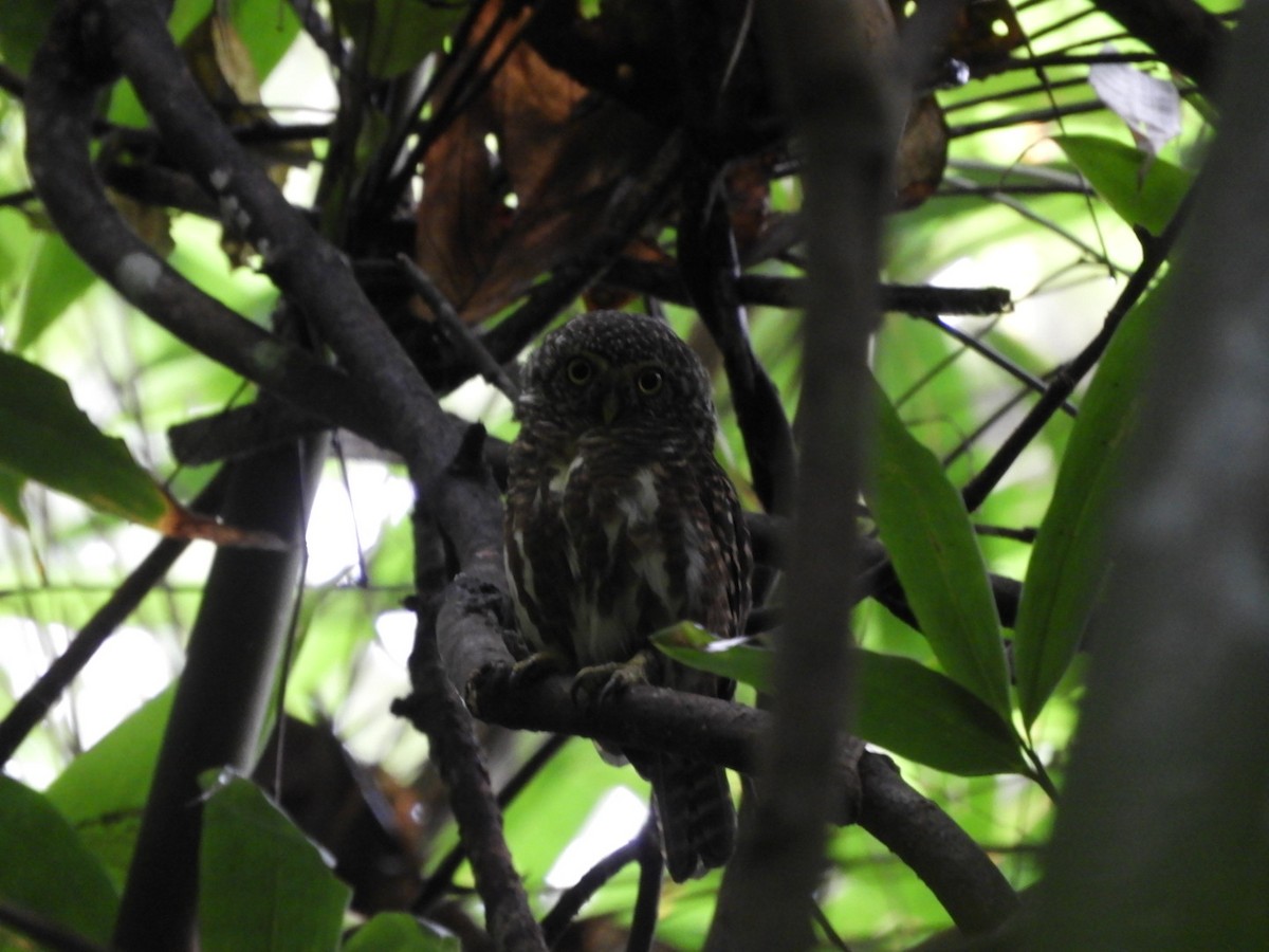 Collared Owlet - ML642698298