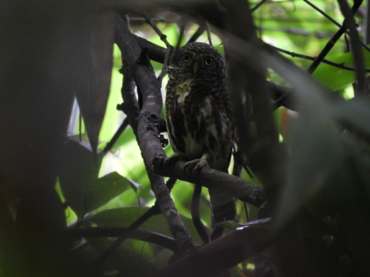Collared Owlet - ML642698299