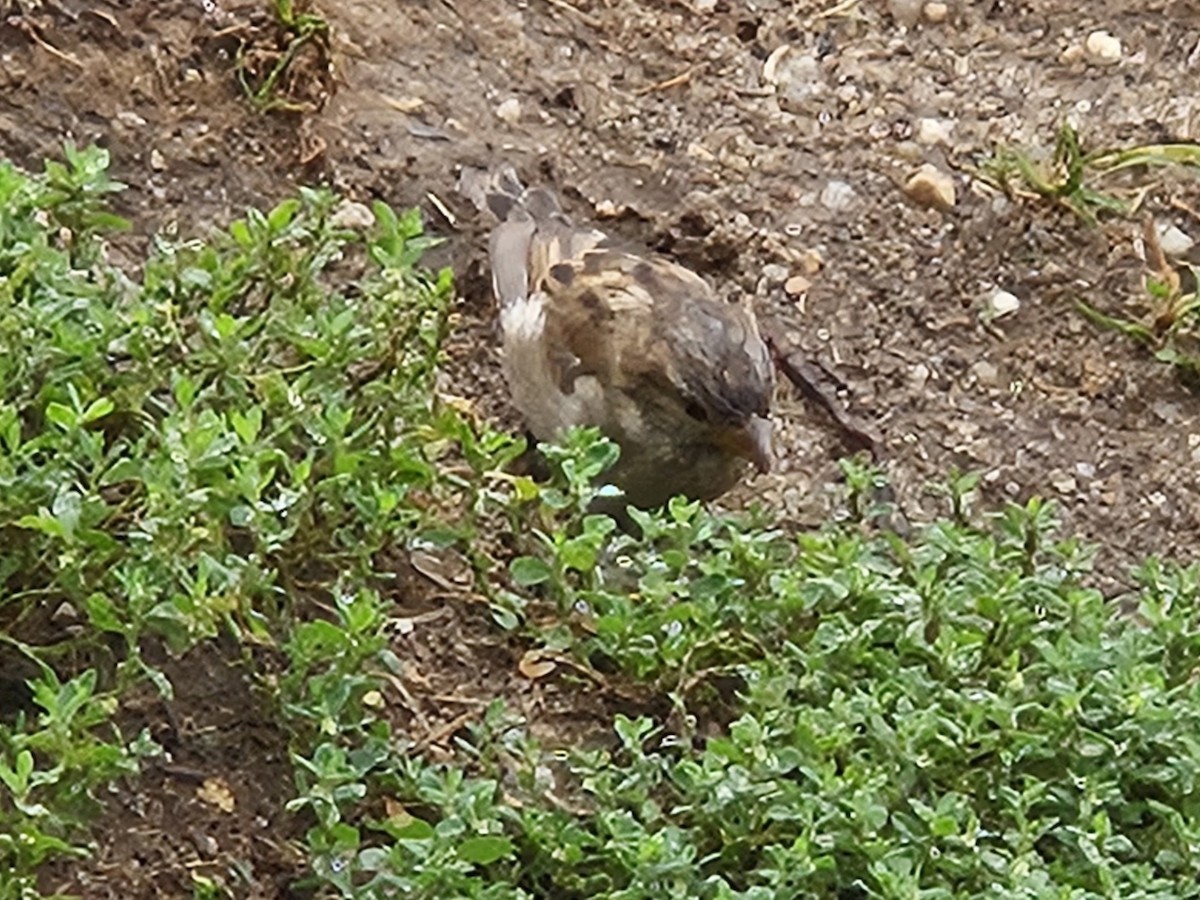 House Sparrow - ML642698305