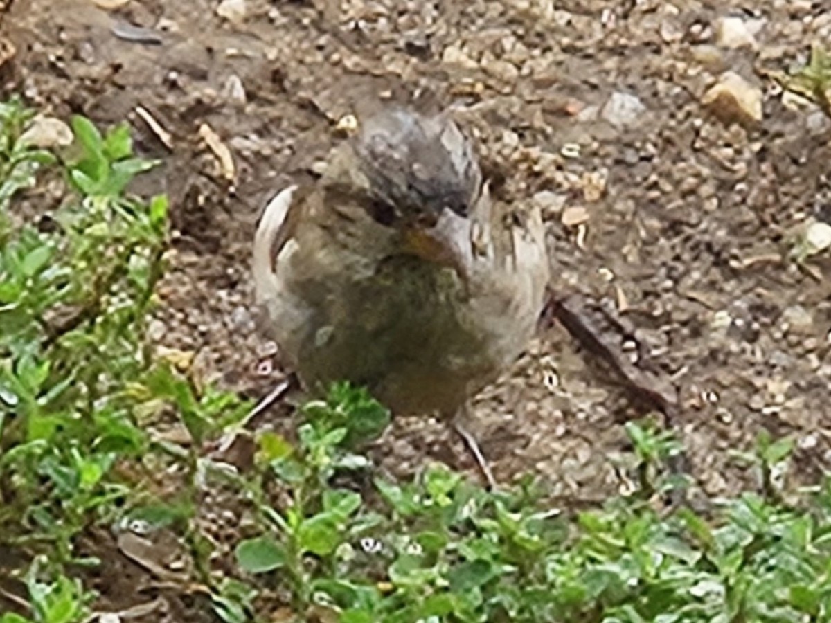 House Sparrow - ML642698306