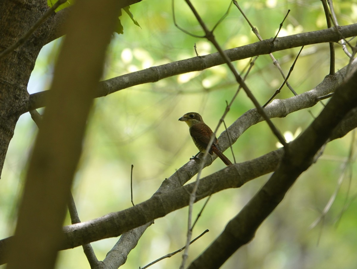 Tiger Shrike - ML642698308
