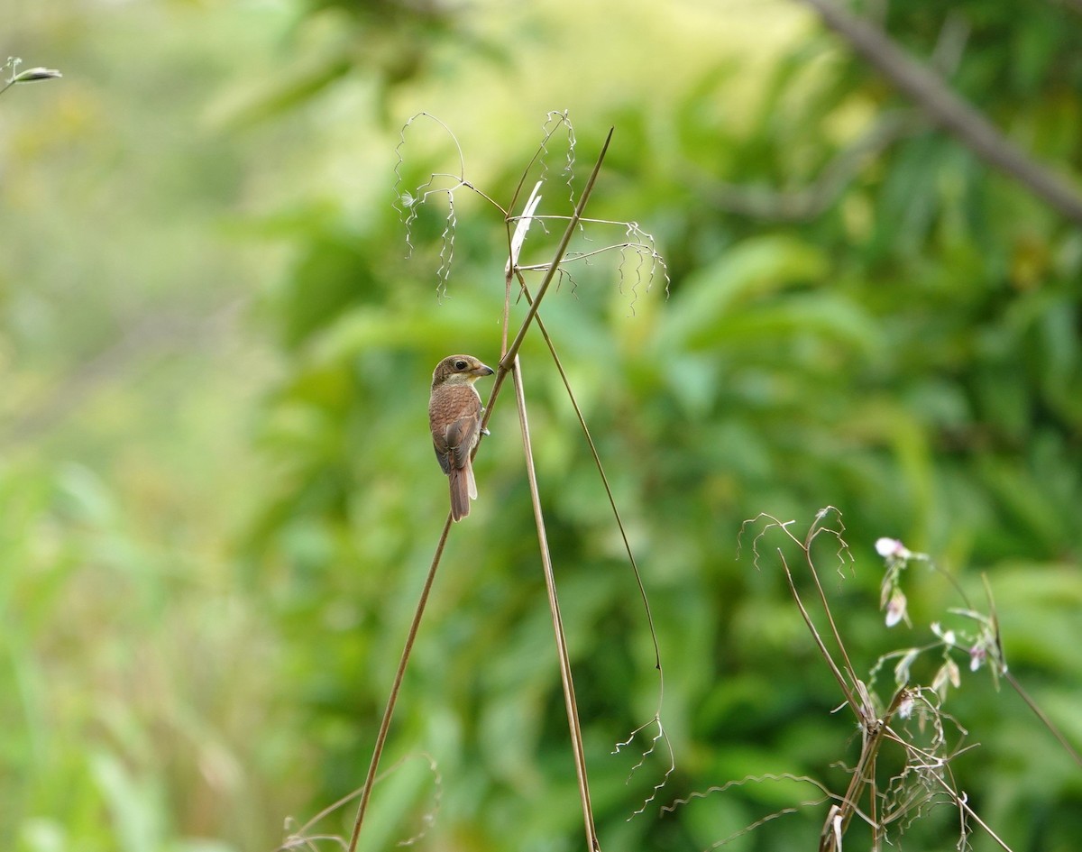 Tiger Shrike - ML642698309
