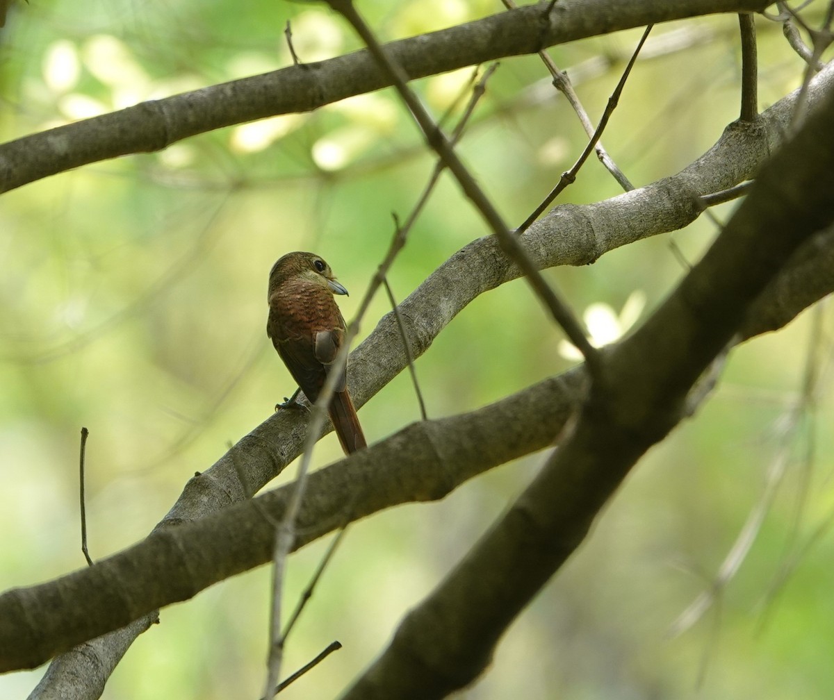 Tiger Shrike - ML642698310