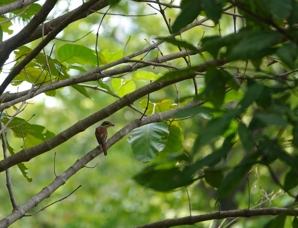 Tiger Shrike - ML642698311