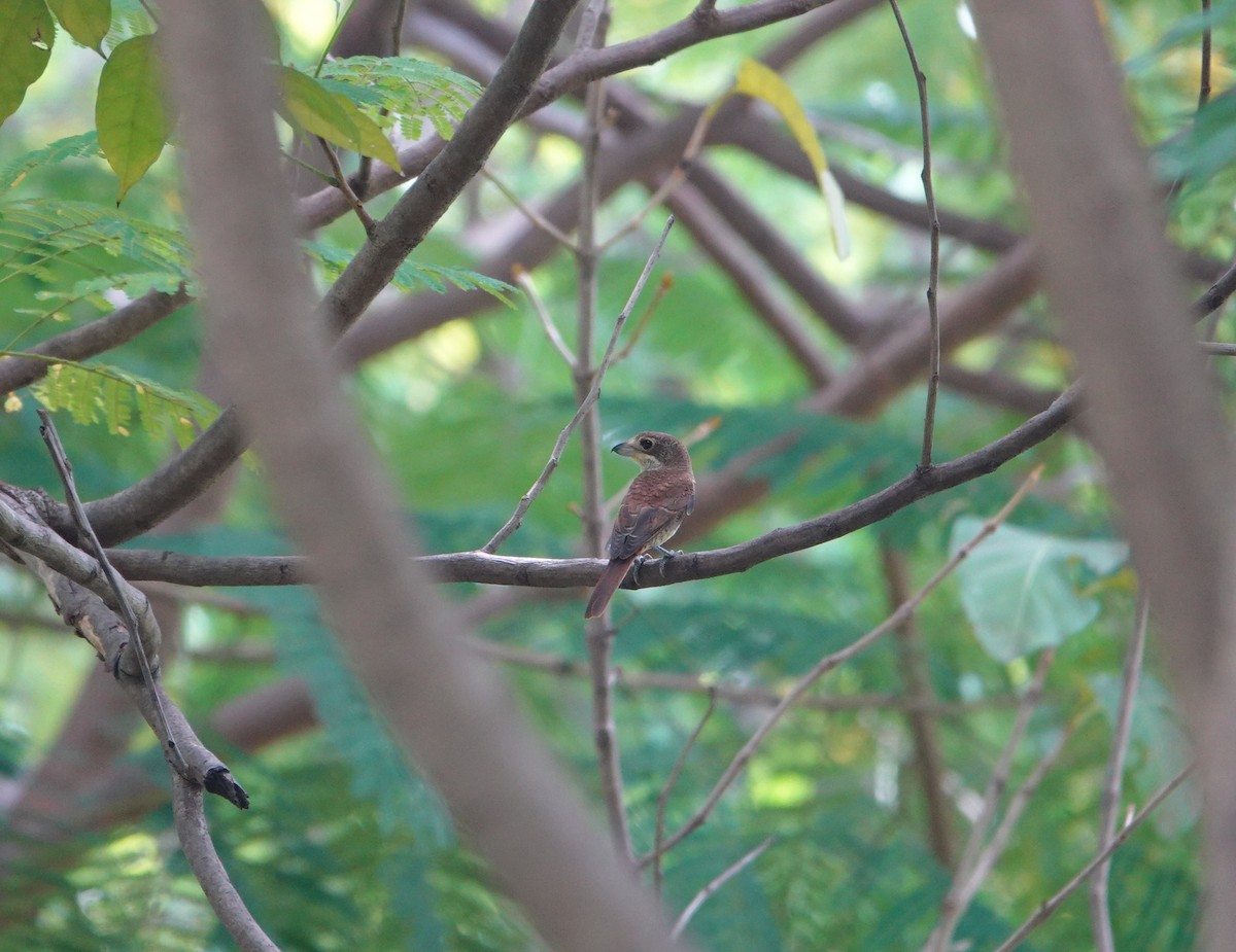 Tiger Shrike - ML642698312