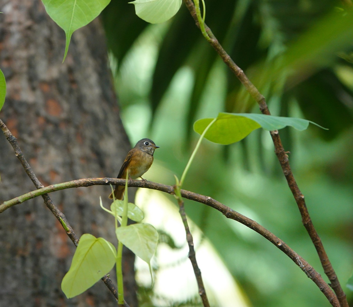 Ferruginous Flycatcher - ML642698314