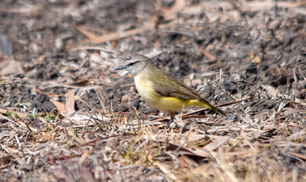 Yellow-rumped Thornbill - ML642698339