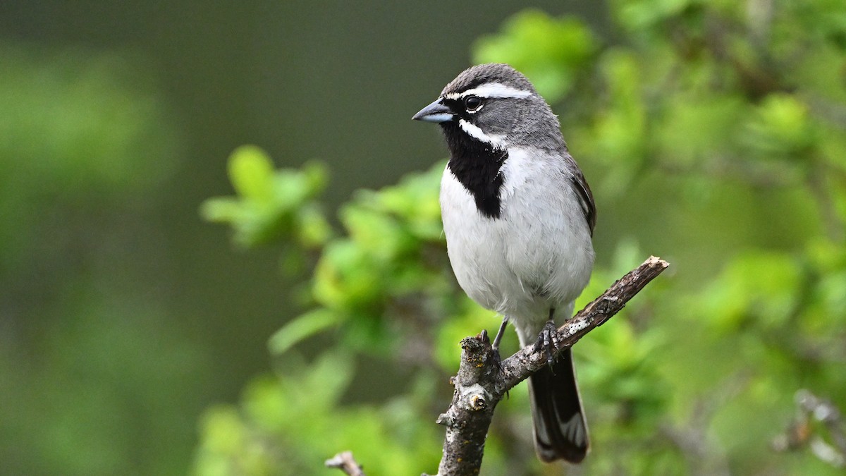 Black-throated Sparrow - ML642698341
