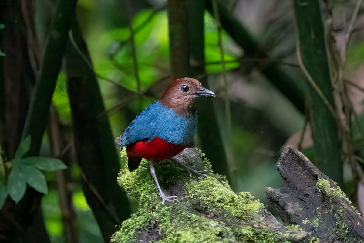 North Moluccan Pitta - ML642698344