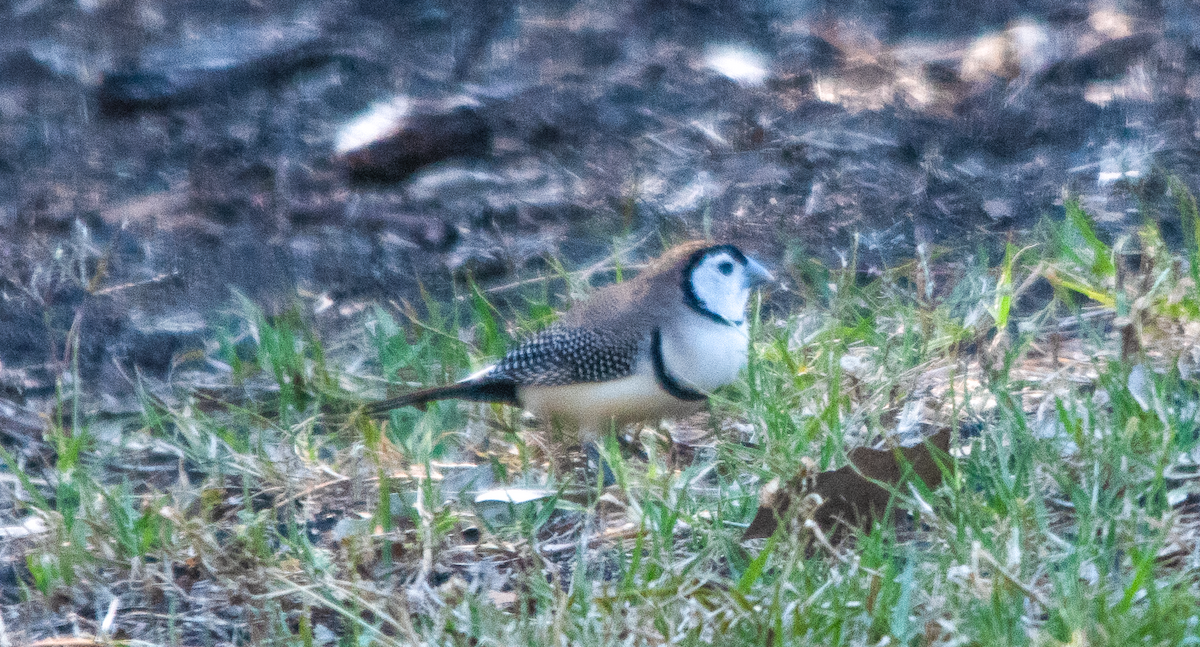 Double-barred Finch - ML642698352
