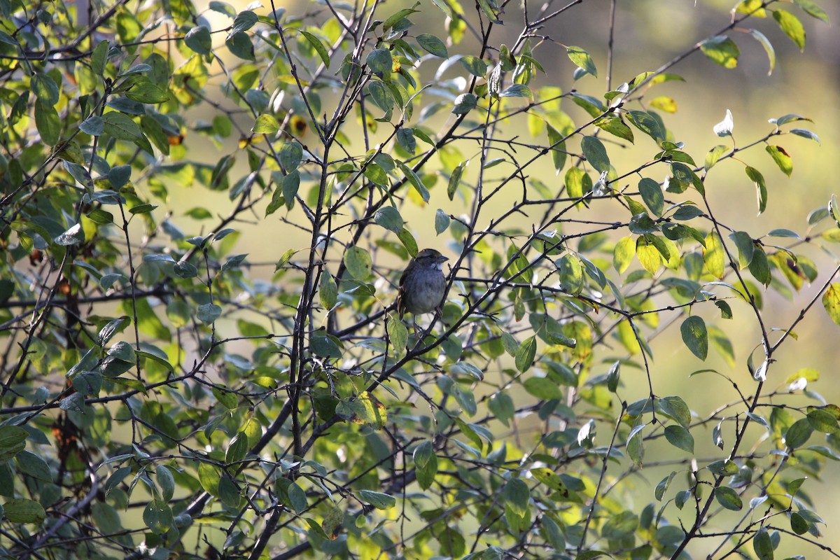 Weißkehlammer - ML642698354