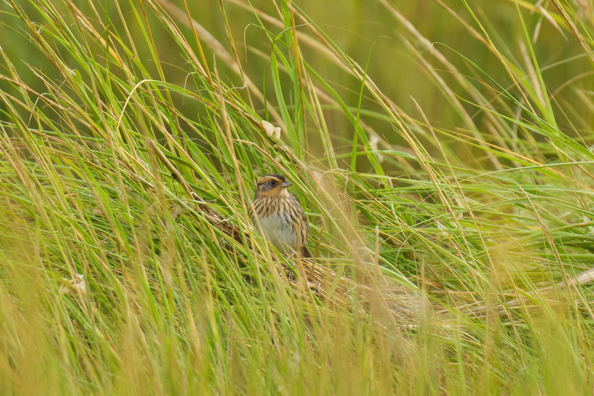 Saltmarsh Sparrow - ML642698376
