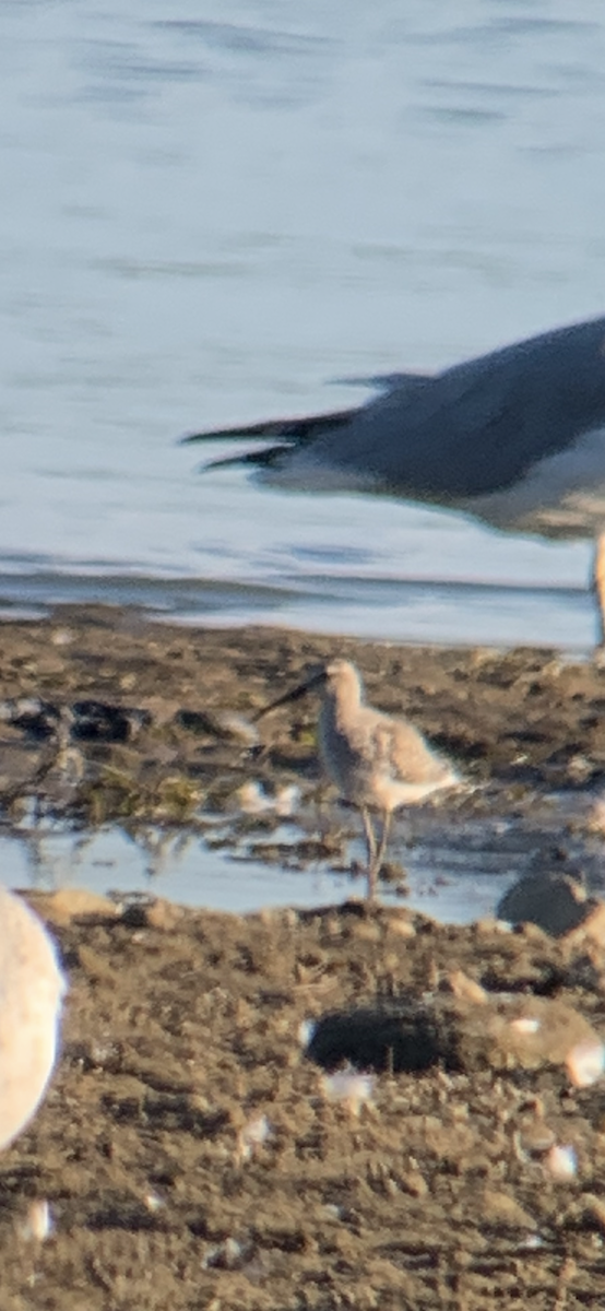 Stilt Sandpiper - ML642698382