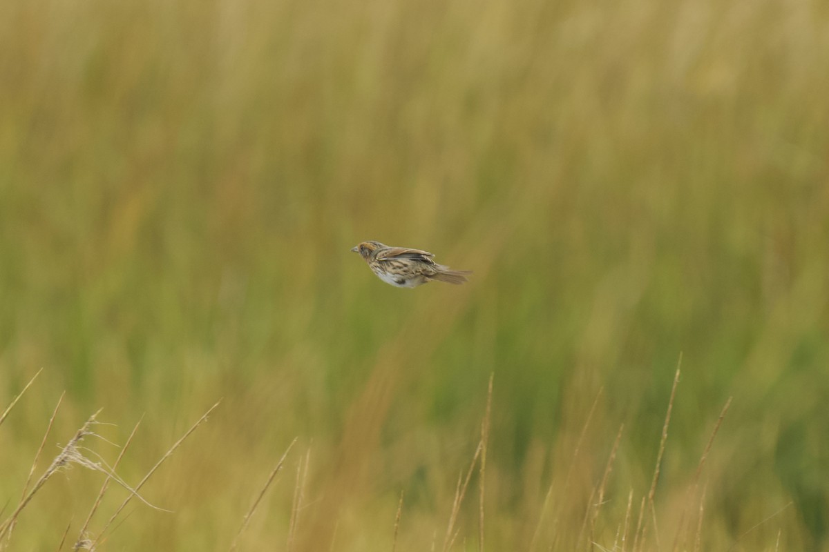 Saltmarsh Sparrow - ML642698384
