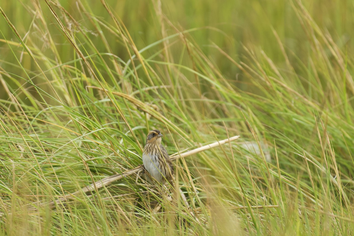 Saltmarsh Sparrow - ML642698385