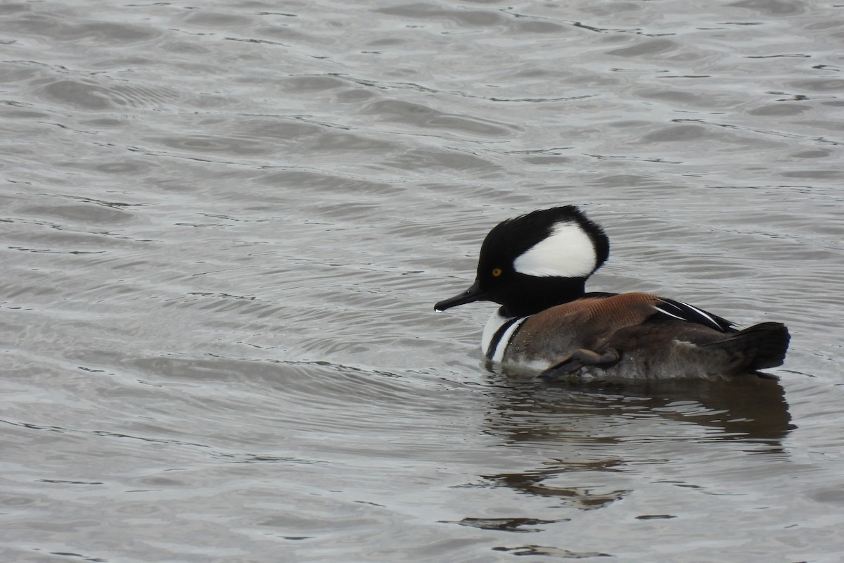 Hooded Merganser - ML642698387
