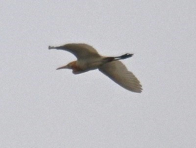 Eastern Cattle-Egret - ML642698388