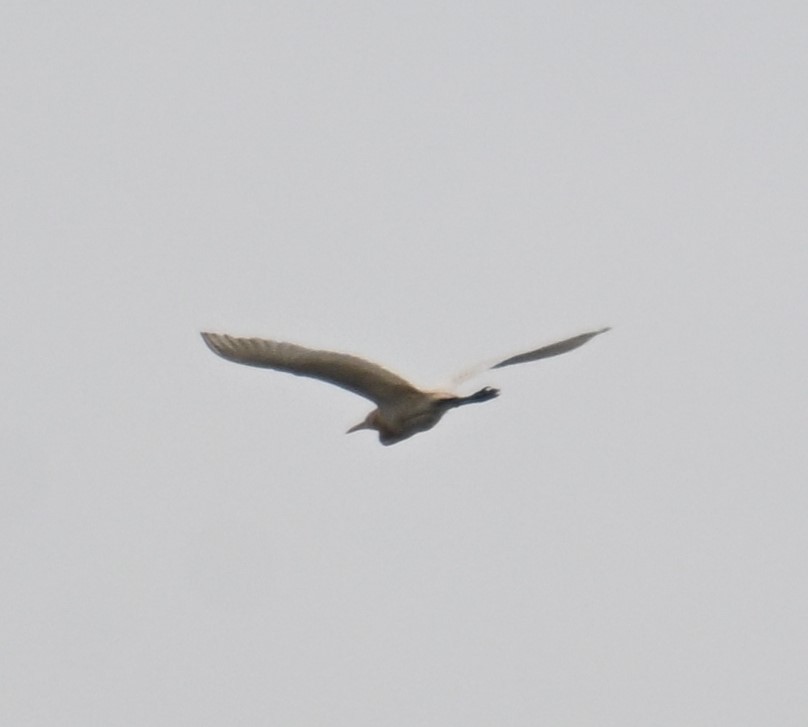 Eastern Cattle-Egret - ML642698389