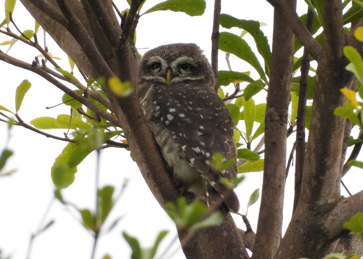 Spotted Owlet - ML642698395